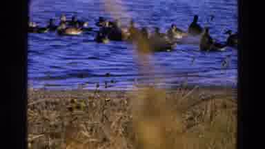 Diller Nebraska (1968): A Group Of Ducks In The Ocean