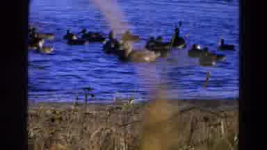 Diller Nebraska (1968): Group Family Ducks Floating Habitat Closeup Birds Grassy
