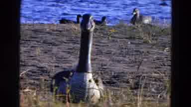 Diller Nebraska (1968): Goose Taking A Nap Next To A Pond