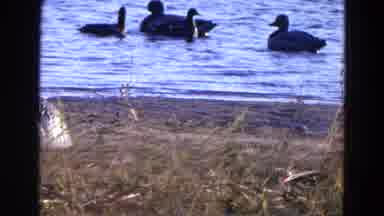 Diller Nebraska (1968): Camera Panning Showing Ducks On Lake And A Duck And Goose