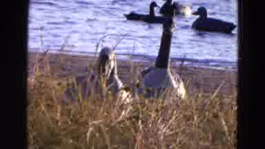 Diller Nebraska (1968): Ducks On Shore And Swimming In Water With Other Birds