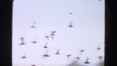 Diller Nebraska (1968): A House That Looks Like A Farm And Soon Afterwards Birds