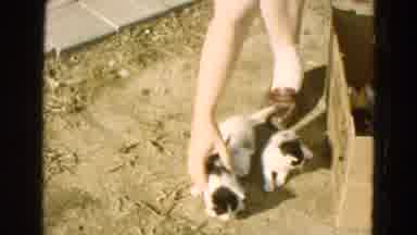 Diller Nebraska (1968): A Bow With Cats In Black And White Babies Sitting Still