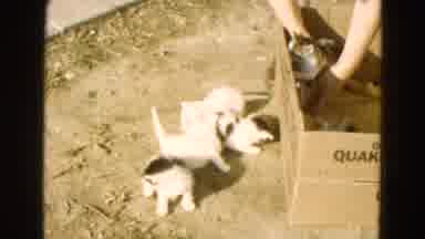 Diller Nebraska (1968): Mother Cat Cleaning Her Kittens
