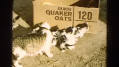 Diller Nebraska (1968): Kittens Play Around Quaker Oats Box Before Being Put
