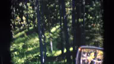 Yellowstone Park Wyoming (1967): Mysterious Animal Seen Wandering In Forest