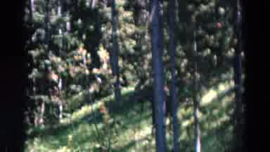 Yellowstone Park Wyoming (1967): Wild Animals In The Zoo During The Day And At
