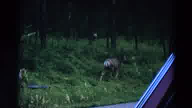 Yellowstone Park Wyoming (1967): White Tailed Deer Eating Green Grass On A Clear