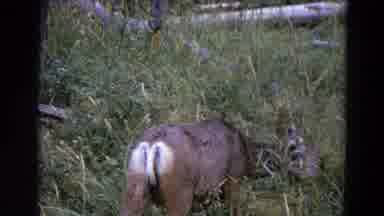 Yellowstone Park Wyoming (1967): White Tailed Deer Eating Green Grass On A Clear