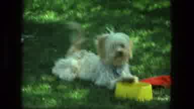Fort Wayne Indiana (1976): Happy Furry Puppy Shenanigans