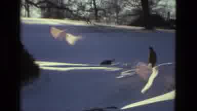 Drexel Hill Pennsylvania (1978): A Man Woman And A Dog Is Walking Leisurely In A