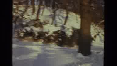 Drexel Hill Pennsylvania (1978): Sun Shining Through Trees With Snow On The Ground