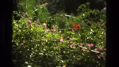 Granada Spain (1978): A Beautiful Red And Pink Flowers Blossomed On A Sunny Day