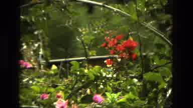 Granada Spain (1978): Pink And Red Flowers Blooming On A Bright Sunny Day