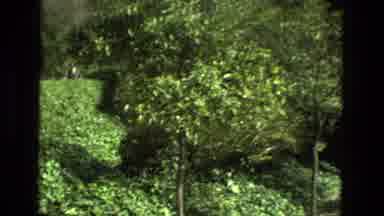 Granada Spain (1978): Path Lined With Green Trees And Trimmed Hedges With