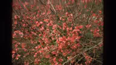 Cordoba Spain (1978): Flowers Garden Water Park