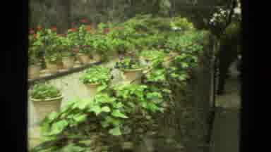 Seville Spain (1978): Citrus Tree And Red Flowers In Tan Flowerpots