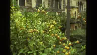 Seville Spain (1978): Many Plants And Trees Are In The Side Of The Building And
