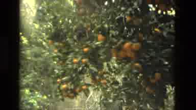Seville Spain (1978): Small Orange Tree That Is Located In Front Of A Tall