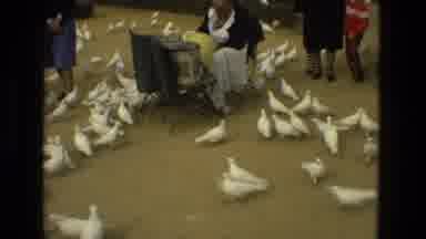 Madrid Spain (1978): Many White Birds In Garden Are Walking Around And One Bird Is