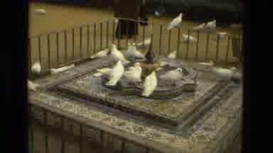 Madrid Spain (1978): Flock Of White Birds Gather At Tiled Fountain On A Clear Day