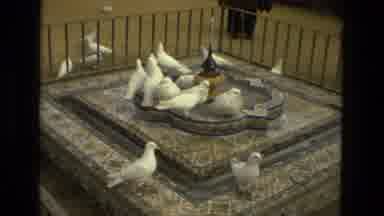 Madrid Spain (1978): Pigeons Gather Around A Water Fountain Then Chase A Person