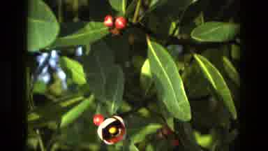 MANAUS BRAZIL-1979: Beautiful Flower With Red Berries On A Tropical Bush In Sunlight