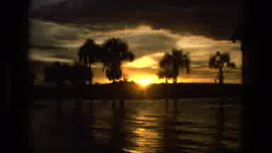 Manaus Brazil (1979): Lovely Views Of Green Plants And Red Berries And Of The
