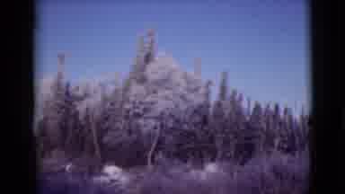 Alaska (1946): A Cold Winter Day With Trees Filled With Snow And A Blue Sky