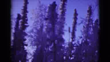 Alaska (1946): My Walk Through Vancouver's Forests In The Winter Of 1992