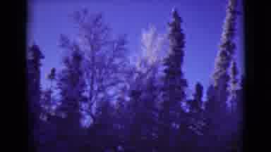 Alaska (1946): Footage Of Different Trees During Mid Afternoon While The Sun Is