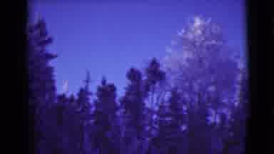 Alaska (1946): A Dog Playing Around Outside Near Trees On A Sunny Bright Day