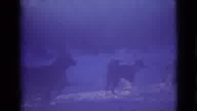 Alaska (1946): A Male In The Snow With A Group Of Huskies