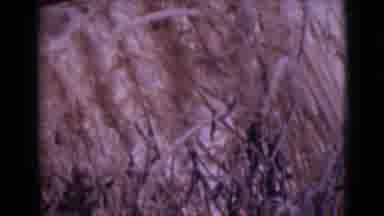 Alaska (1946): A Scenic Some Trees In The Countryside And A Close Up Of Some