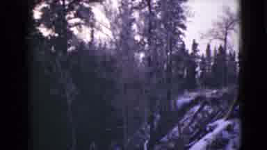 Alaska (1946): A Scene Of Trees And Woods That Are Covered With Snow