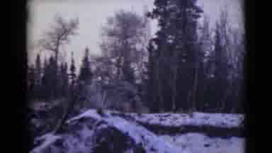 Alaska (1946): Image Of Snow-Covered Forest On A Typical Winter Day In A Region
