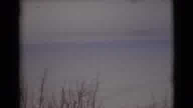 Alaska (1946): Sweeping Branches Sticking Up In A Large Snowy Field