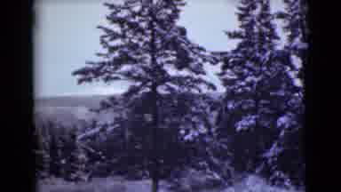 Alaska (1946): Snow Forest Woods Trees Path Winter White Road Sleigh Morning