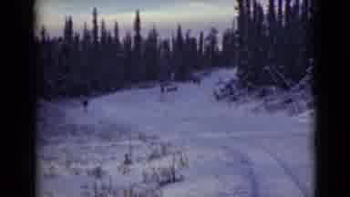 Alaska (1946): Countryside With Very Tall Trees With Snow And People Walking Down