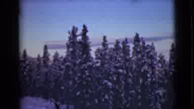 Alaska (1946): Snow Covered Trees On A Clear Winter Day