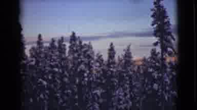 Alaska (1946): Pine Trees Silhouetted Against A Blue Sky