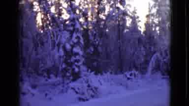 Alaska (1946): After A Snowstorm The Trees And Ground Are Covers