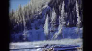 Alaska (1946): A Beautiful Snow On Trees