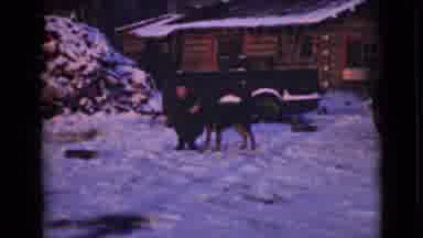 Alaska (1946): Woman Petting And Well Deserved Kisses To A Adorable Black And