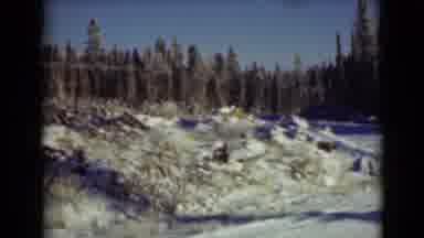 Alaska (1946): A Group Of Some Evergreen Trees Sit Amongst A Snowy Landscape