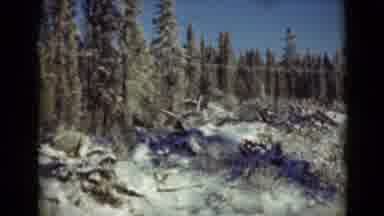 Alaska (1946): Slow Video Of Snow And Ice Covered Woods In Winter