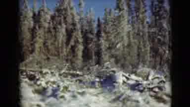 Alaska (1946): The Long Snow Forest Trees
