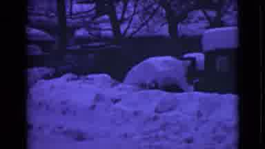 Alaska (1946): Cars And Trucks Buried In Snow Next To Dark Snowy Road At Night