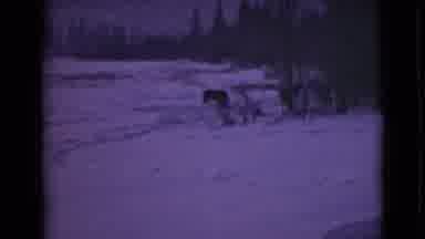 Alaska (1946): It Looks Like A Black Bear In The Snow White