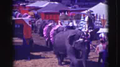 Ringling Brothers Sarasota Florida (1948): Several Elephants Lined Up For A Show
